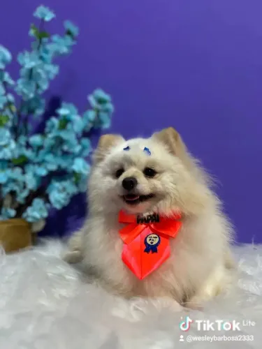 Vendo Spitz alemão (Filhotes)
