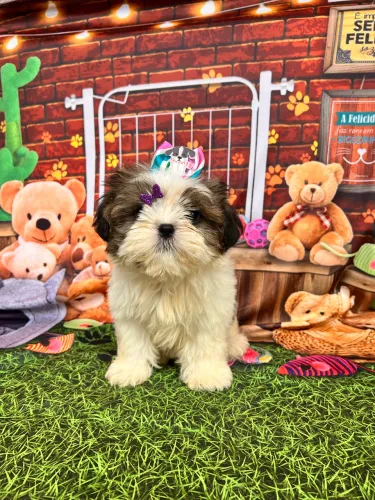 Shih tzu fêmea entregamos pedigree opcional