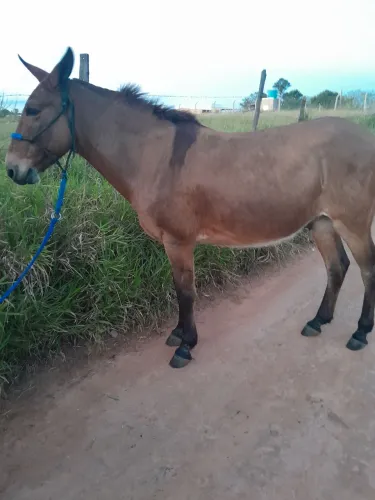 Vendo burro