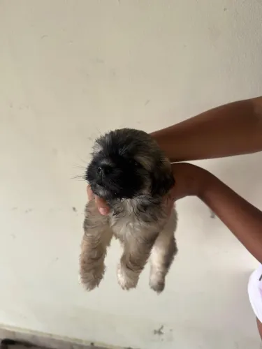 Cachorro Shih Tzu