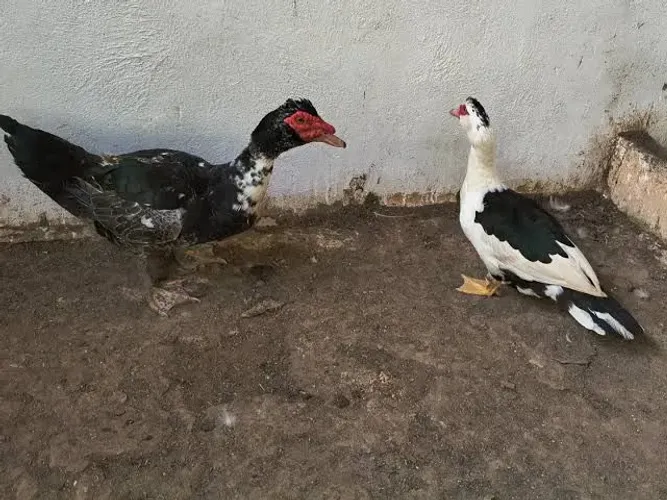 Vendo um casal de patos