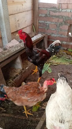 Pescoço pelado e índio gigante