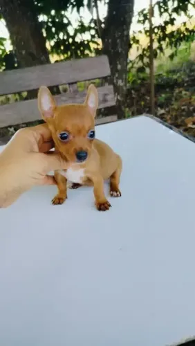 Pinscher 0 várias cores