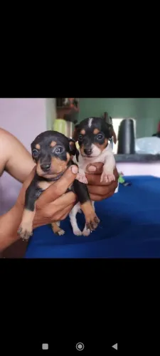 Vende-se casal de pinscher 