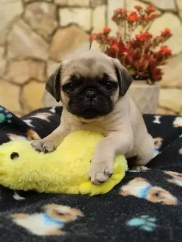 Pug filhotes instagram