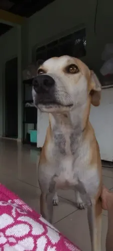 PROCURA- SE MILLY