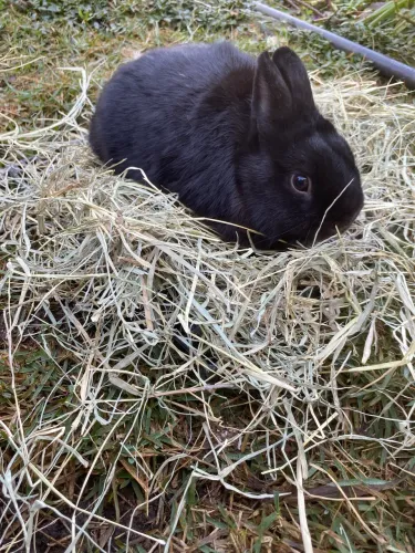 Coelho anão de netherland macho preto 