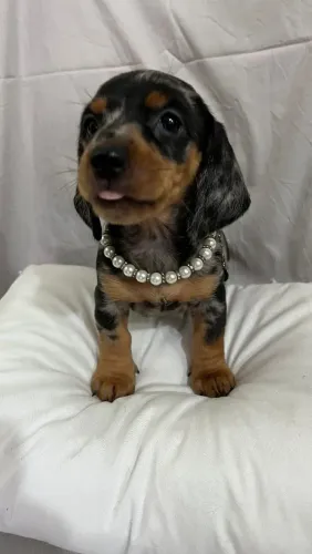 O Mofadinho favorito de todos Dachshund 