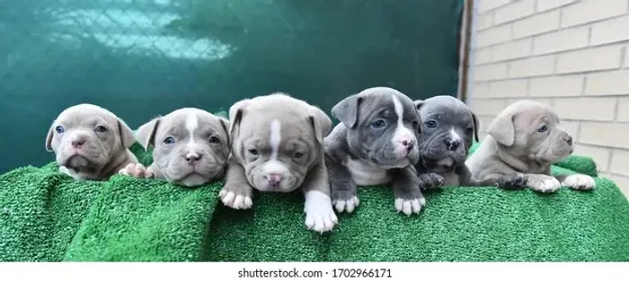 American Bully