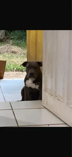 American bully pocket P macho bluefawn 6 meses
