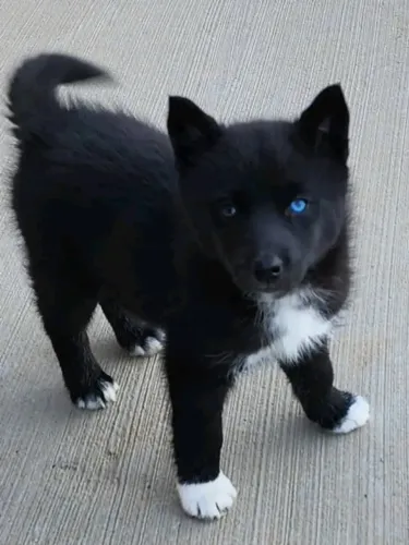 Filhotes de Husky Siberiano | Cheios de energia e amor.