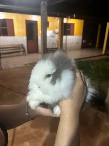 Mine coelho