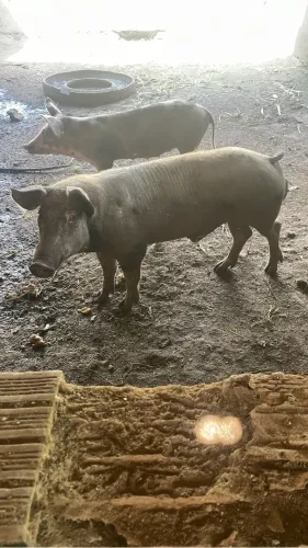 Venda de Porcos - 3 Grandes e 8 Pequenos