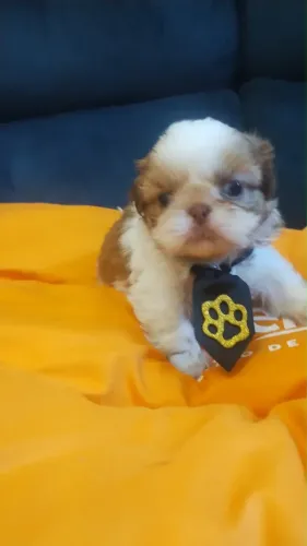 Filhote Shih Tzu Premium - Carinhoso e Muito Brincalhão