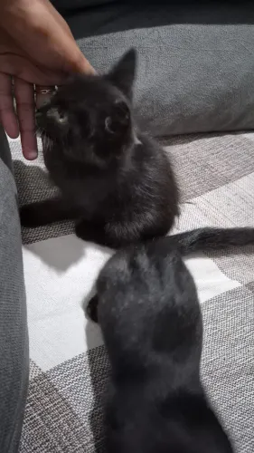 Doações de filhotes de gatos 3 fêmeas
