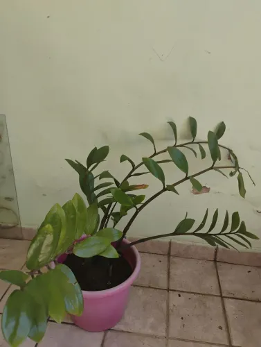 Zamioculca a planta que limpa o ambiente!