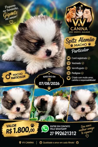 Spitz Alemão