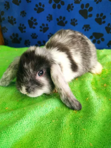 Mini Coelho Lop Uruguaio