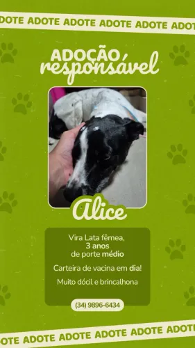 cadela/ cachorra porte medio pelagem preta e branca