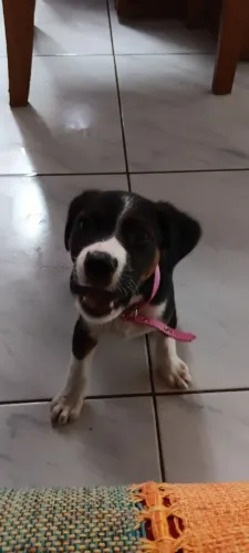 Doação Responsável