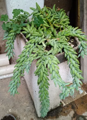 Suculentas