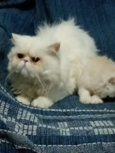 Lindo gato persa macho com 50 dias pai e mãe rasa pura