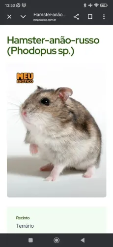 Hamster anão Russo