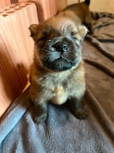 VENFO FILHOTE DE chow chow