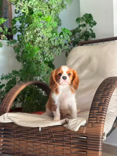Filhote Cavalier King Alto Padrão 