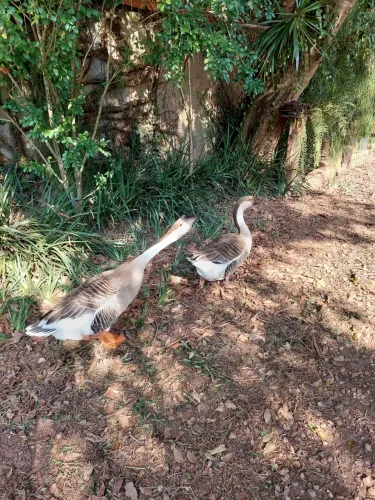 Casal ganso sinaleiro