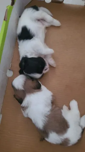 Filhotes shihtzu MACHOS e FÊMEAS