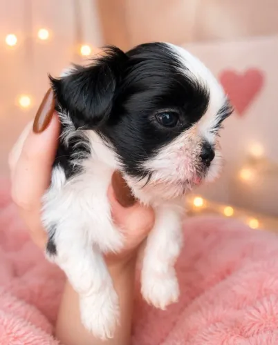 Shih tzu Padrão Europeu.