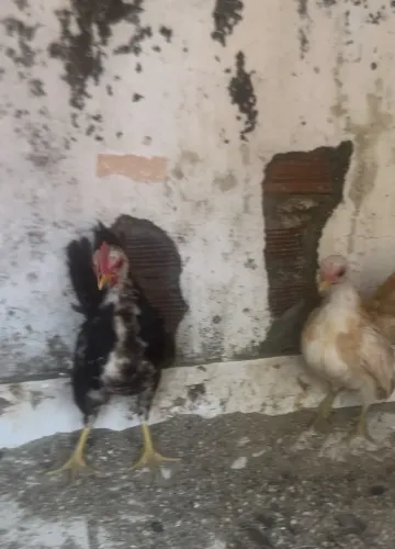 Frangos de serama