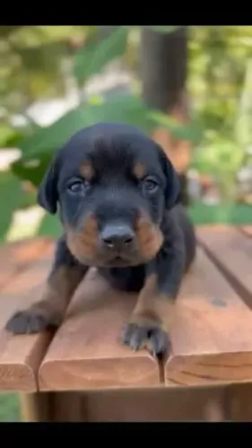 Doberman filhotes