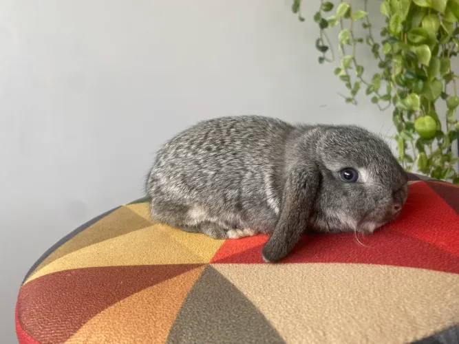 Mini Lop
