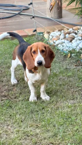 Vendo Basset Hound Fêmea 