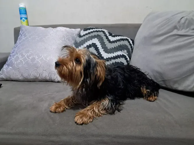 YORKSHIRE TERRIER PURO - 7 MESES | Nº 2 | R$ 1.000