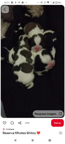 Filhote de shih Tzu macho