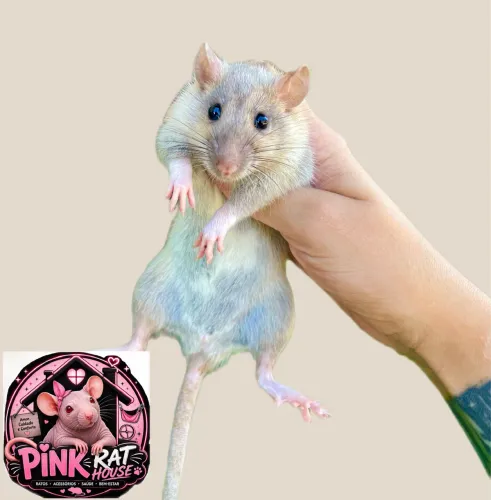 Rato Twister 