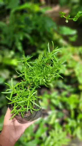 Plantas Aromáticas, Alecrim, Manjericão, Arruda, Manjerona, Macassar, e lavanda