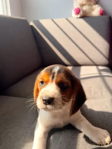 Beagle Um cachorrinho esperando pela família certa