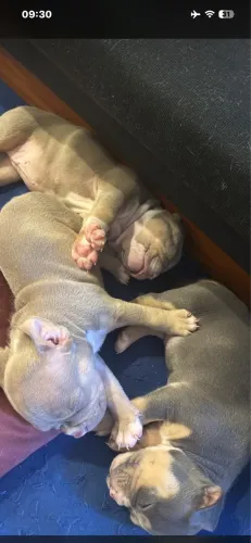 American Bully micro