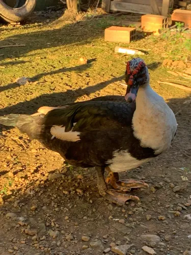 Pato adulto 75 reais
