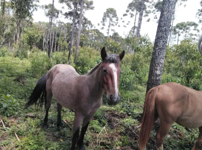 Cavalo crioulo