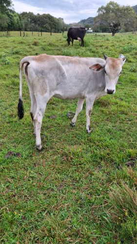 novilha mestiça nelore vim braford 