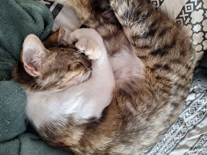 Doação Gatinhos