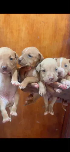Vendo filhote de pitbull