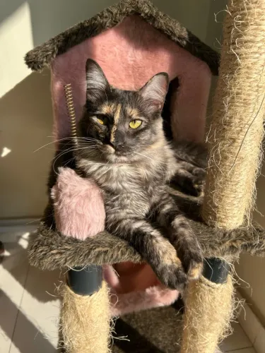 Gata fêmea castrada