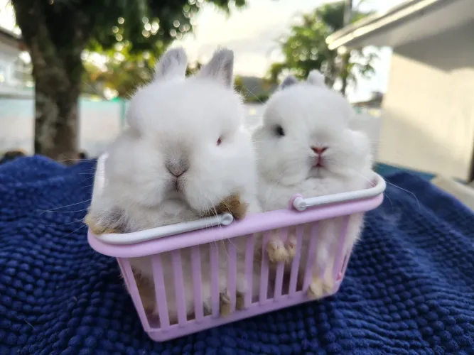 Filhote de coelho anão Netherland Dwarf