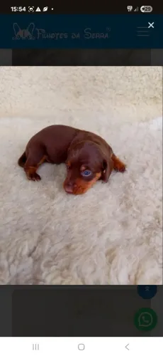 Dachshund